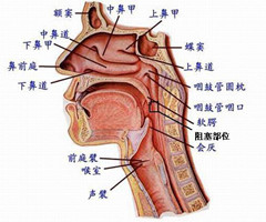 如何治疗睡觉打呼噜RC-FUT技术当晚止鼾 立竿见影
